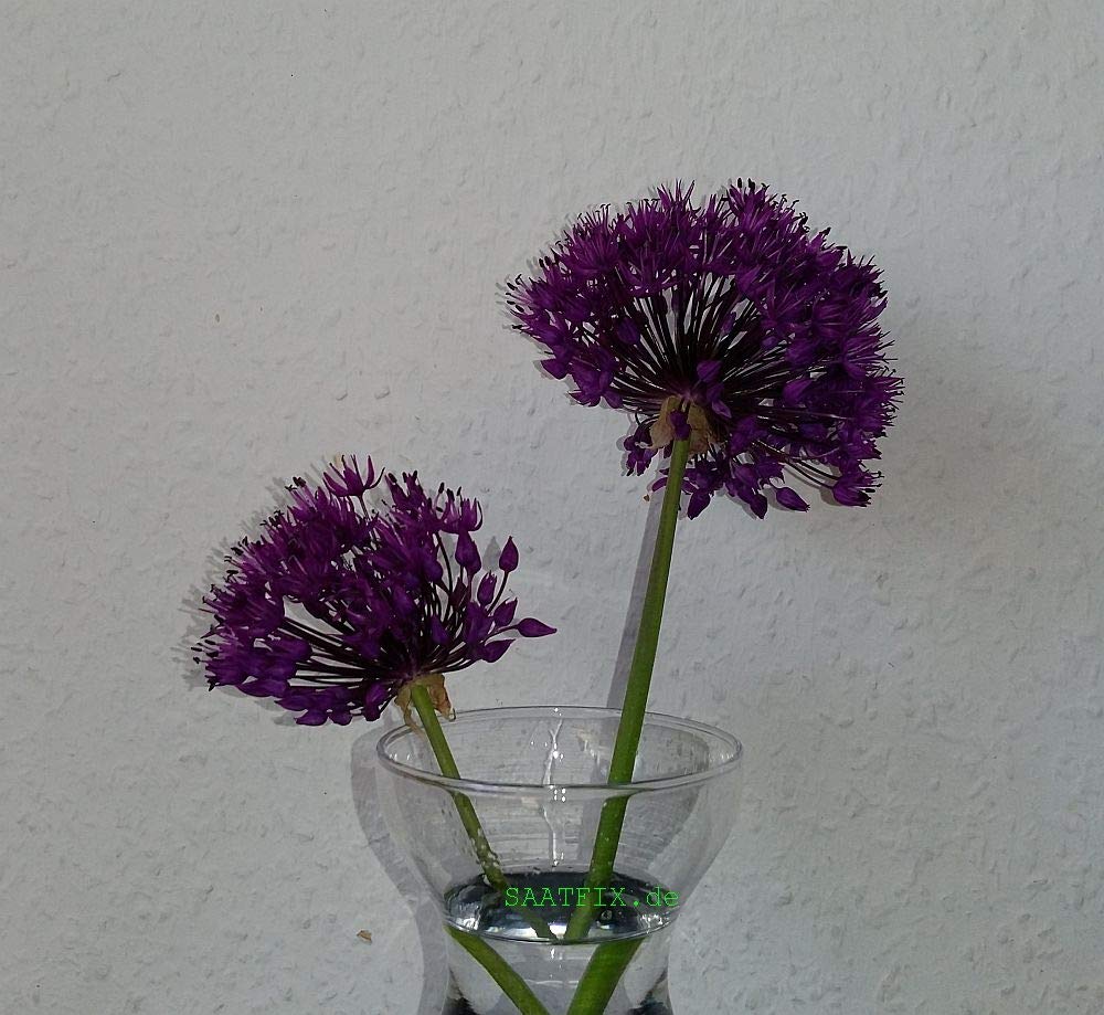 50 Blumenzwiebeln Alliumzwiebeln Allium aflatunense Purple Sensation (Iranlauch)