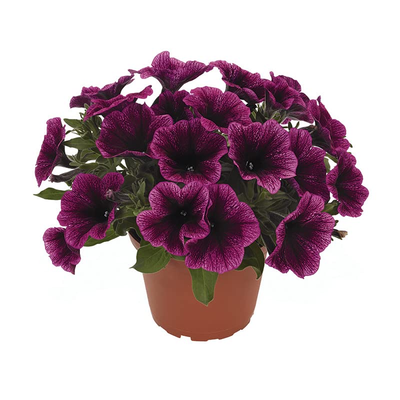 Petunia Planta Natural de Floración Duradera Ideal para Balcones