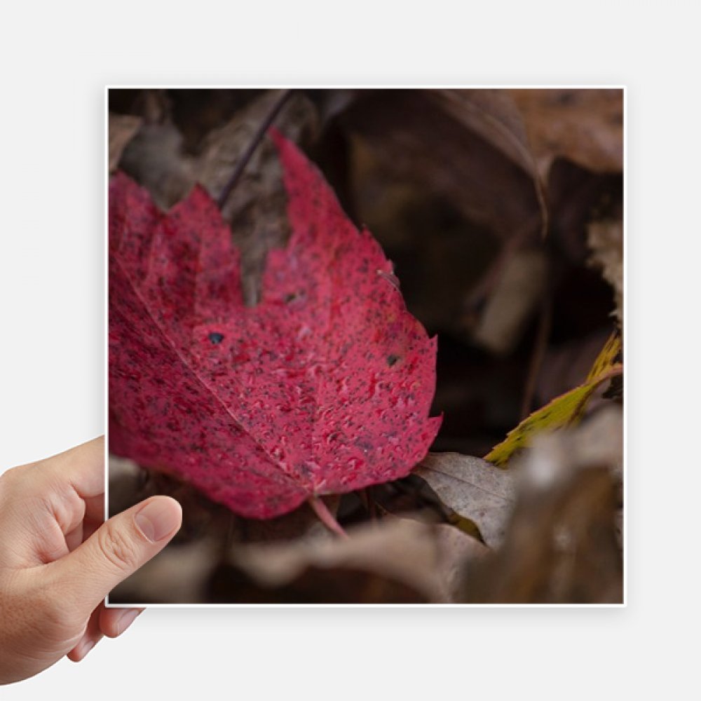Feuille d'érable rouge autocollant pour ordinateur portable et décoration murale 20x20cm
