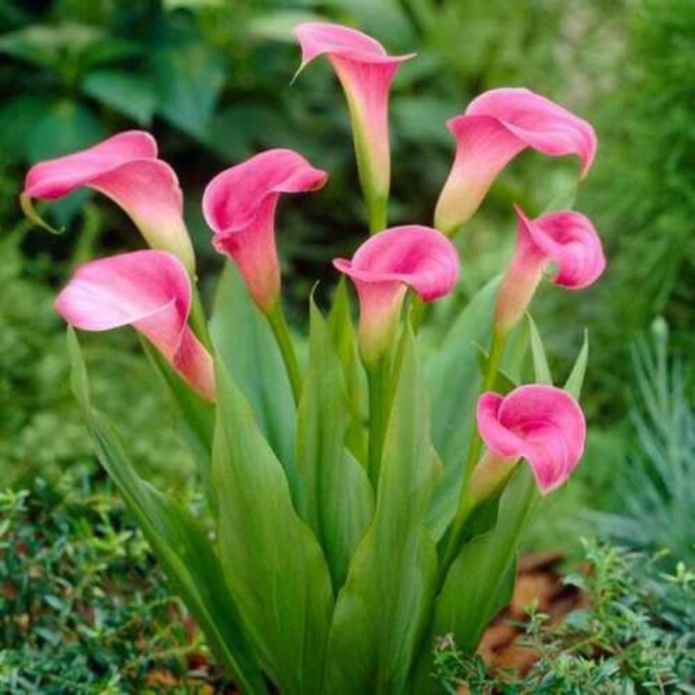 Mphmi Plant NCR Live Calla Lily (Any Color) - Plant (B0CGP452XY) Amazon Price History, Amazon Price Tracker