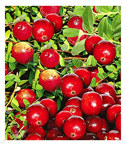 BALDUR Garten Cranberry-Beere 3 Pflanzen