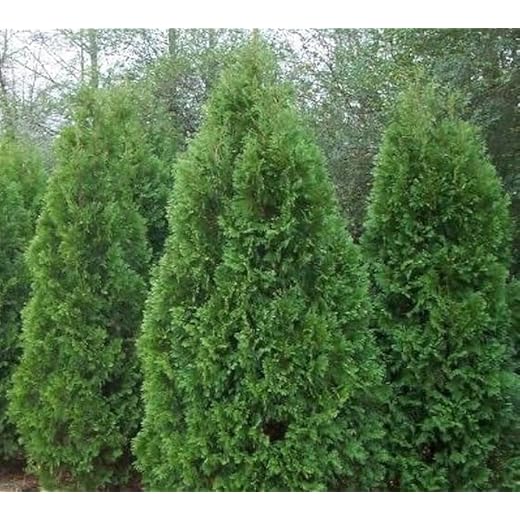 Best garden shrubs for privacy Elegant Blue Cone Arborvitae Shrubs