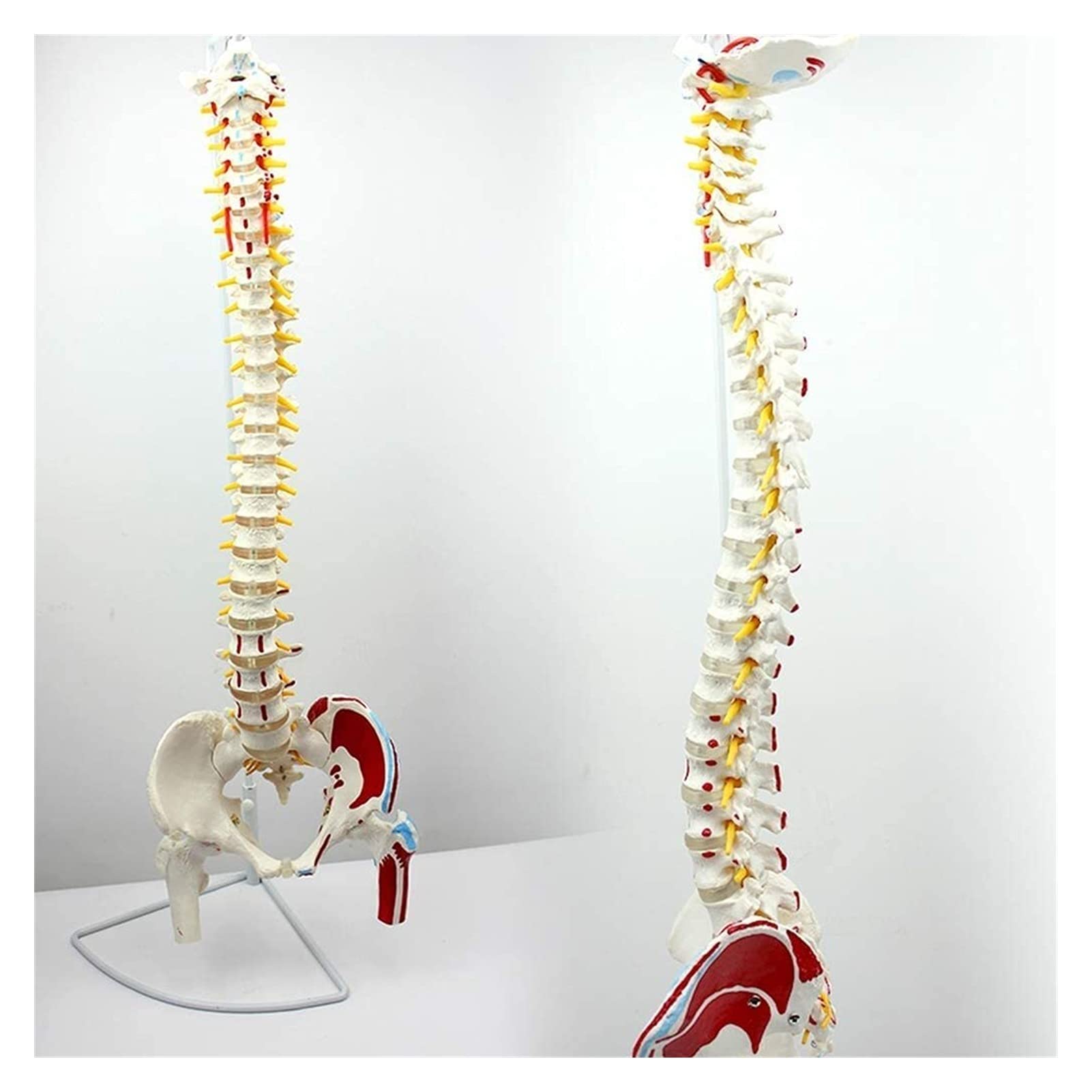 Body Model Anatomical Spine Model Spine With Muscle Coloring Points Cervical Lumbar Vertebrae Disc Human Anatomy Model