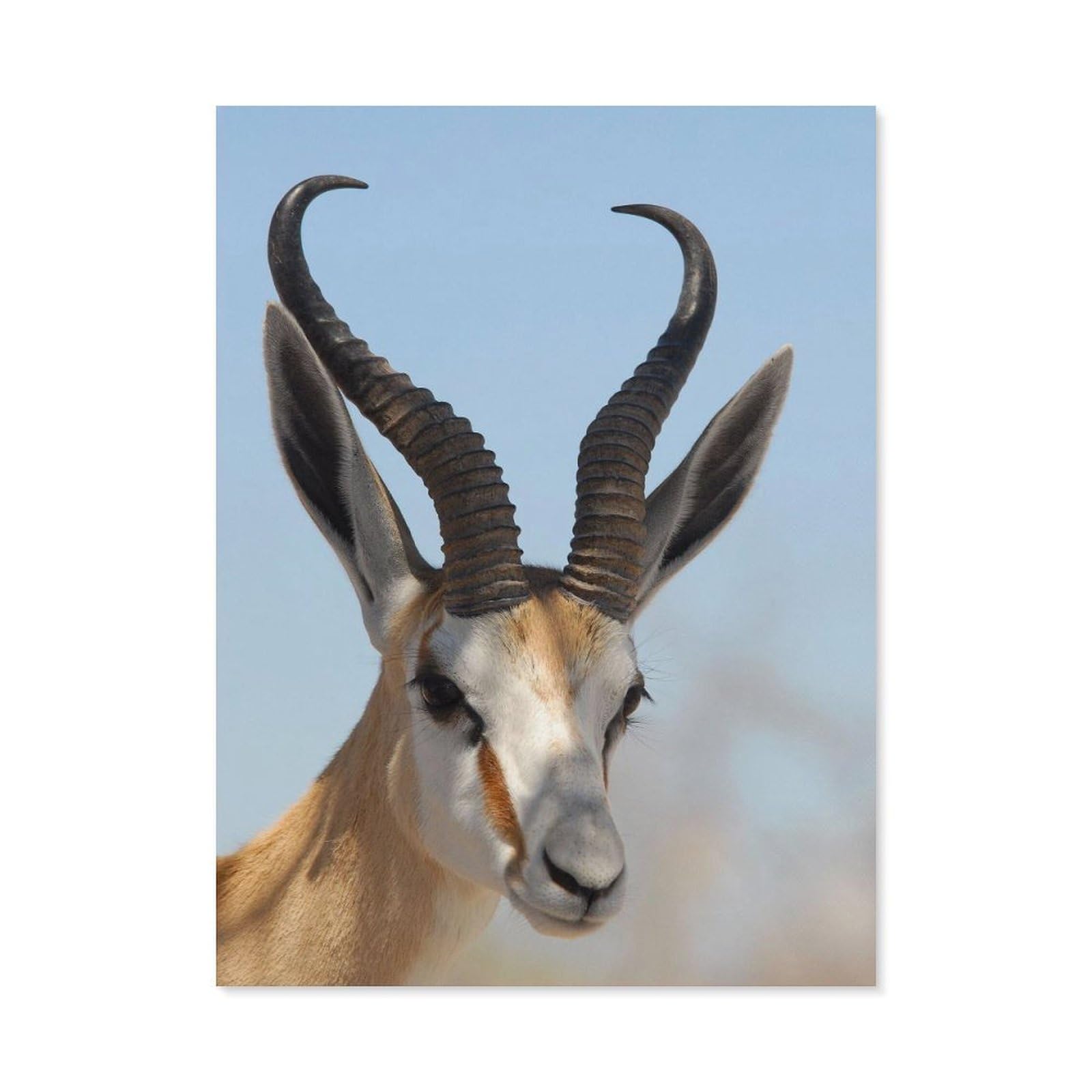Paint by Numbers for Adults，Animals Antelope，DIY Paint by Numbers Kits for Adults Kids on Canvas with Brushes and Acrylic Pigment Oil Painting Kits Home Decor Gift(50x60cm) 19.6x23.6 inches-A97
