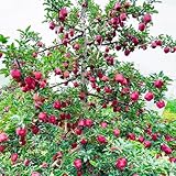 apfelbaum kaufen - balkon winterhart hochbeete für garten für draußen dekoration wohnzimmer mehrjährig 420samen