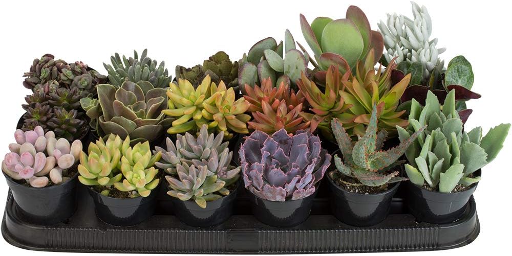 Altman Plants, Live Succulent Plants (18 Pack) Large 3.5" Potted Succulents Plants Live House Plants, Cactus Plants Live Indoor Plants Live Houseplants in Planter Pots, Cacti and Succulent Soil Mix
