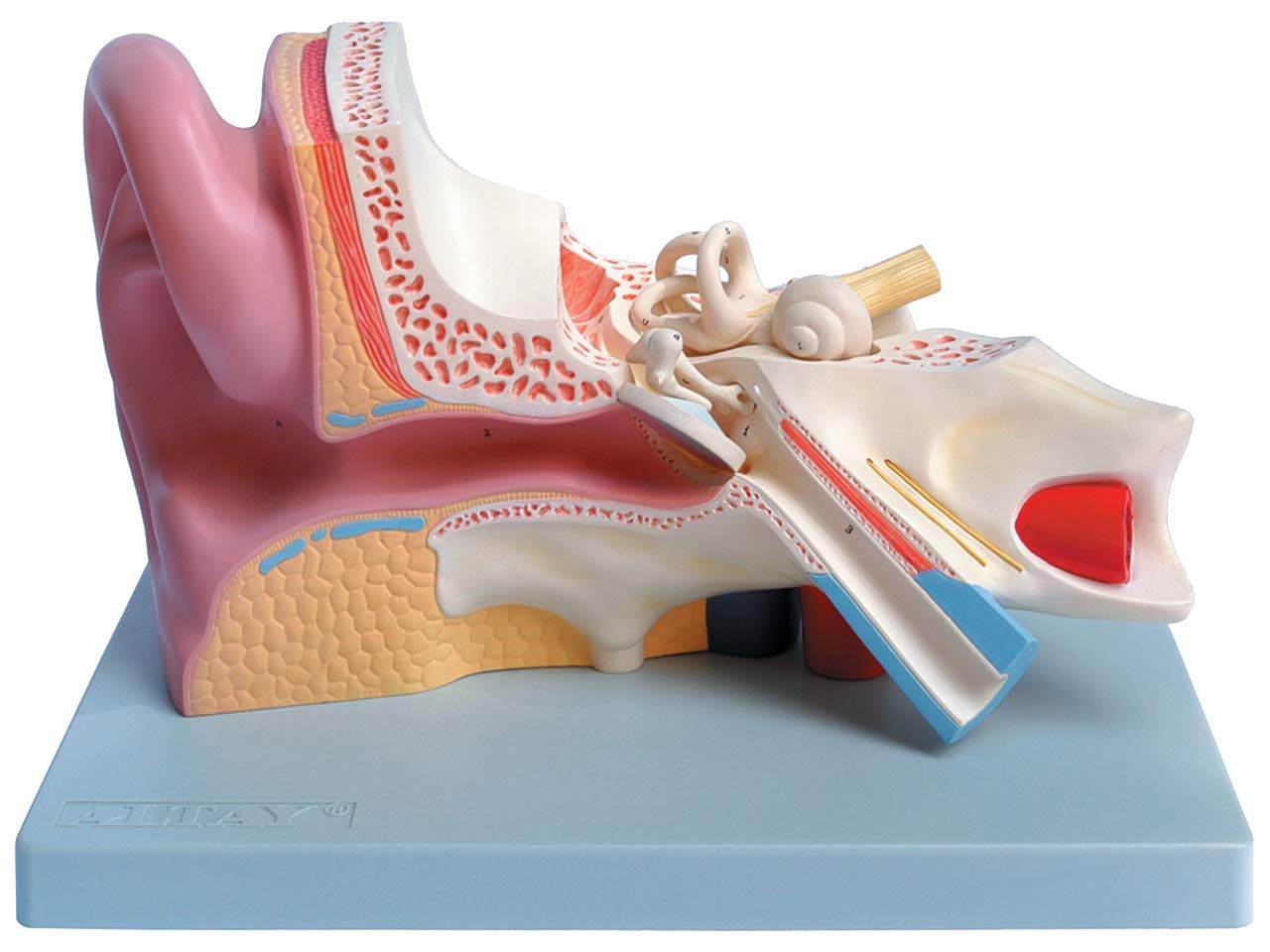 Gima -3-teiliges anatomisches Modell des menschlichen Ohrs, 3X-Vergrößerung