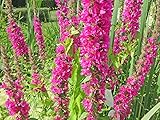 H2O-Pflanze Blutweiderich Lythrum salicaria Wasserpflanze Teichpflanze winterhart Filterpflanze Klärpflanze auch für Schwimmteiche blütenreiche Art