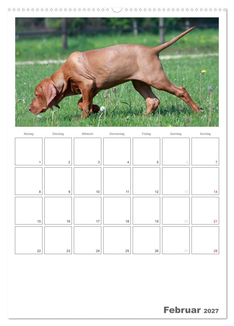 CALVENDO - Magyar Vizsla (hochwertiger Premium Wandkalender 2027 DIN A2 hoch), Kunstdruck in Hochglanz: Familienplaner mit Fotos des Magyar Vizsla