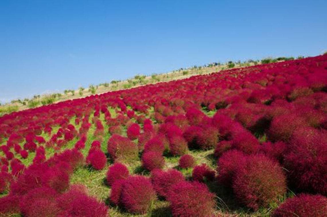 Willvine Kochia scoparia Seeds, Burning Bush-SNIG-7K-image-34
