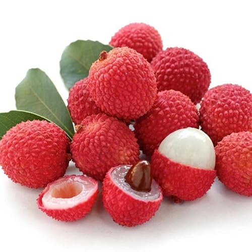 Muda De Lichia Legítima Frutífera Excelente Para Produzir