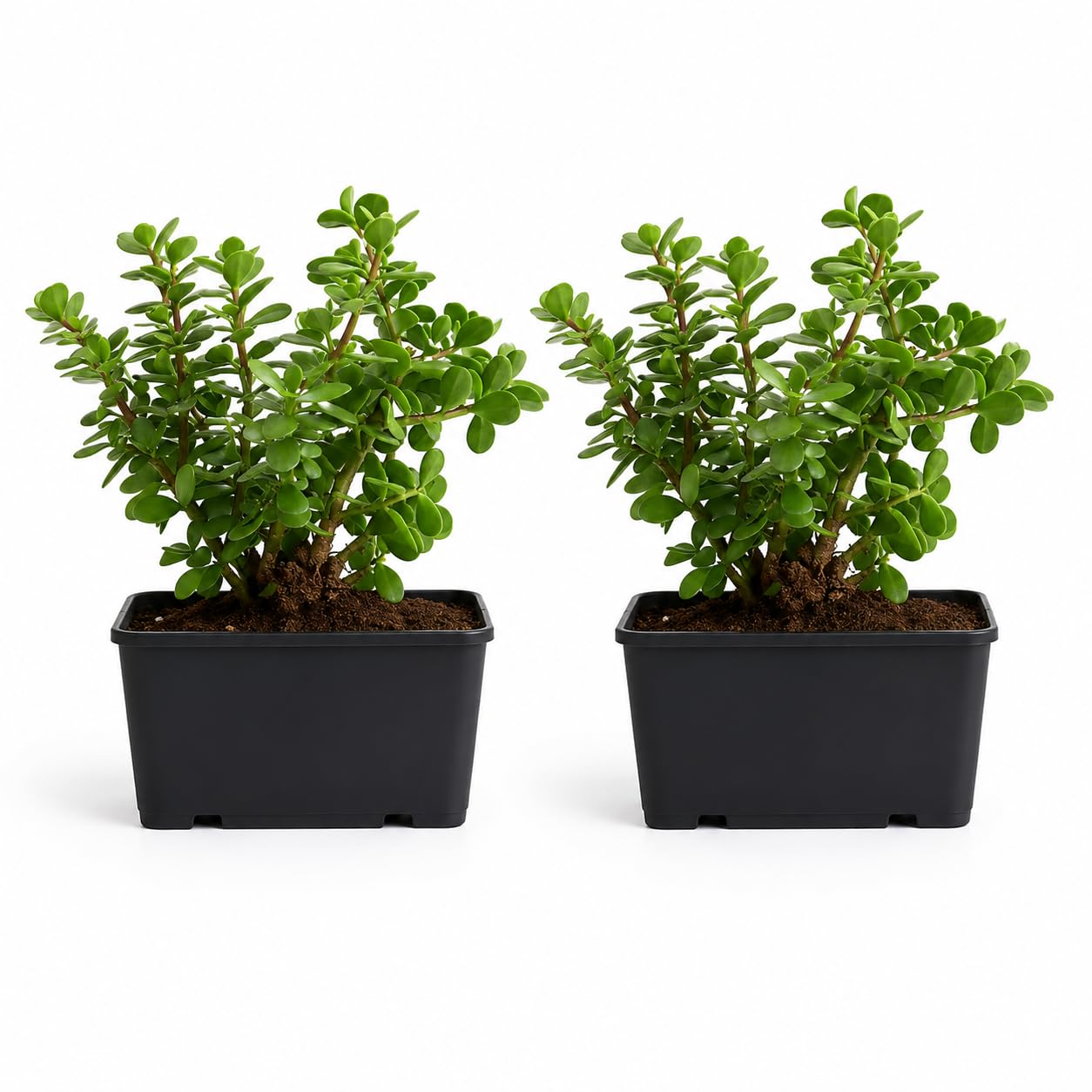 Jade Plant Live Succulent Indoor Organic Low Maintenance Pack of 2-image-28