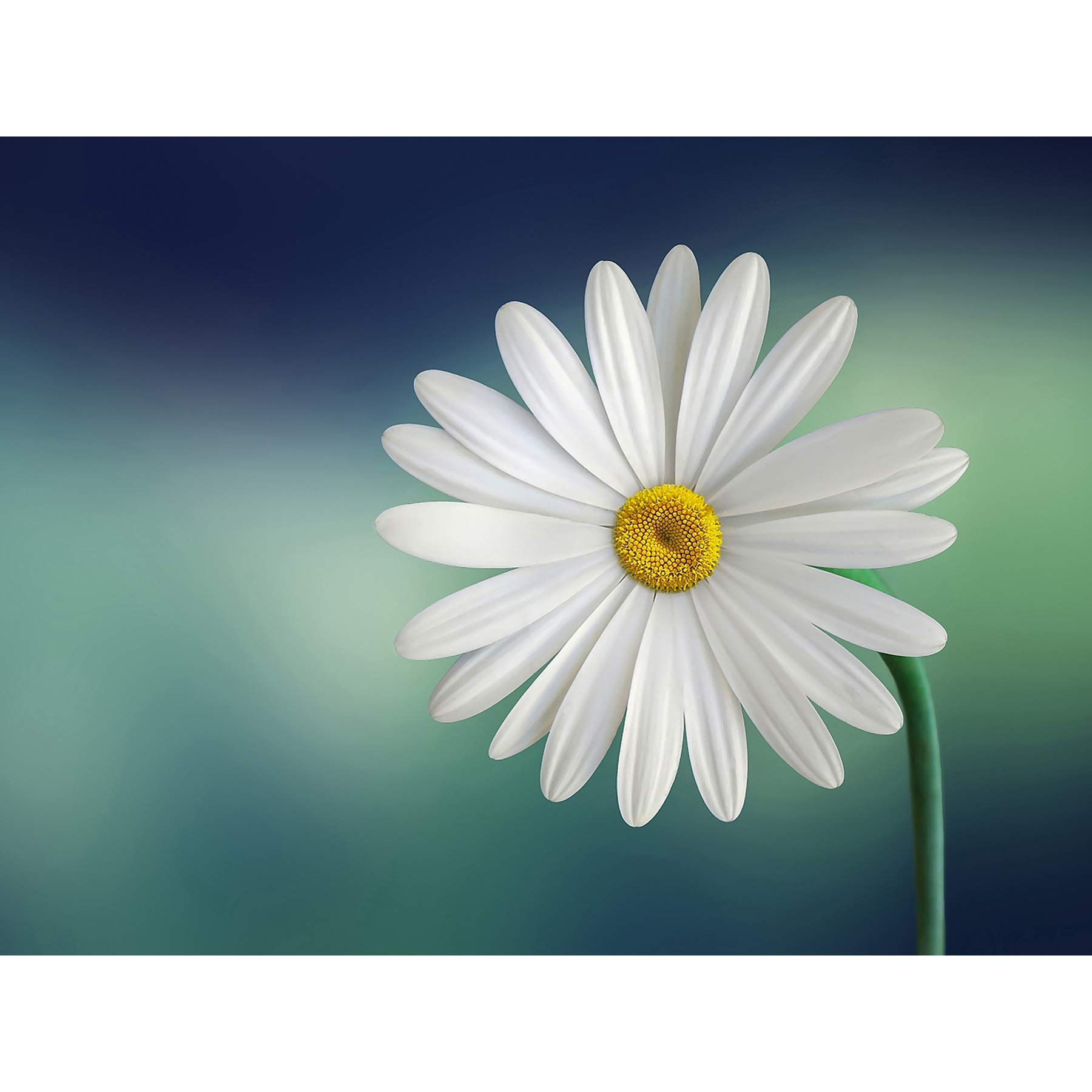 Poster mit weißen Blütenblättern, Gänseblümchen, groß, 45,7 x 61 cm