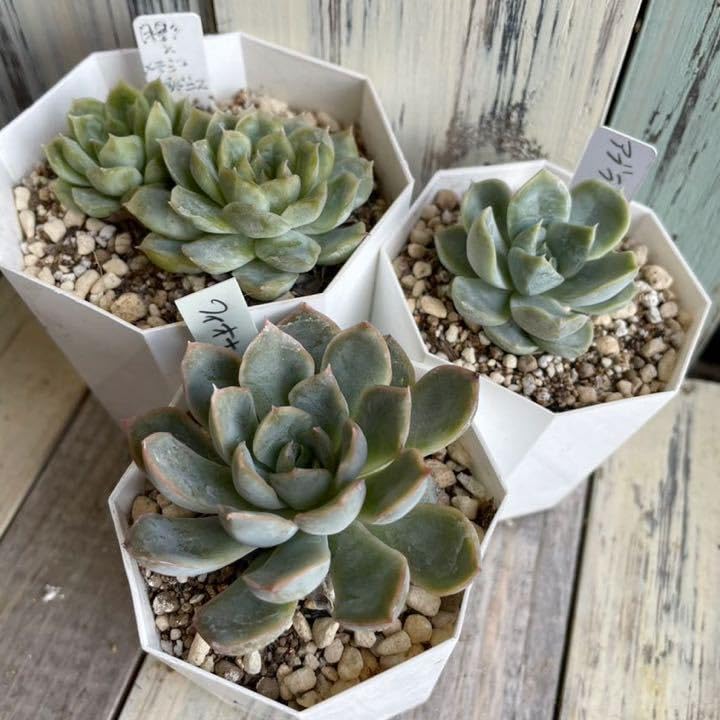 Amazon.co.jp: 多肉植物 エケベリア 3苗セット 月影×メキシコプリ