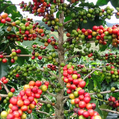 Genérico, Muda de Cafe Mundo Novo 20 a 40cm AMK - Plantas Online