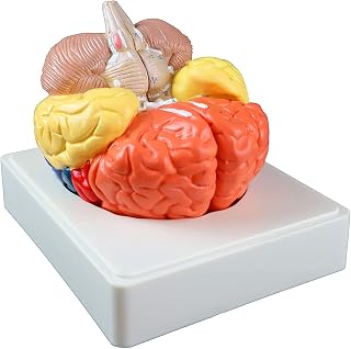 Anatomy Models Life Size Brain Model 3 Part Human Brain Anatomy Showing All Lobes, Cortices, Cerebellum and Brainstem with Color Coded Display Base