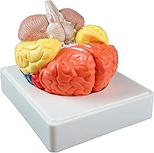 Life-Size Brain Model 3 Parts Human Brain Model Anatomy Features All Lobes, Cortexes, Cerebellum and Brain Stem Whith Di