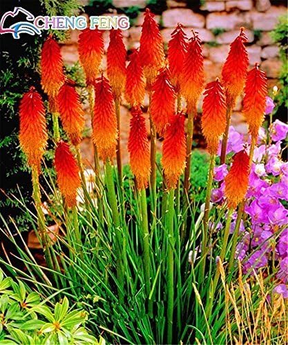 Amazon Co Jp スワングリーンバイオレット 10個 ロットkniphofia花の種レッドホットポーカー 植物トーチユリかなり長く咲く 燃えるような色合いの花ライト Diy 工具 ガーデン