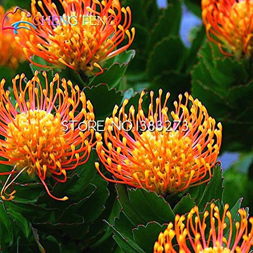 New Fresh Orange Protea Flower Seeds