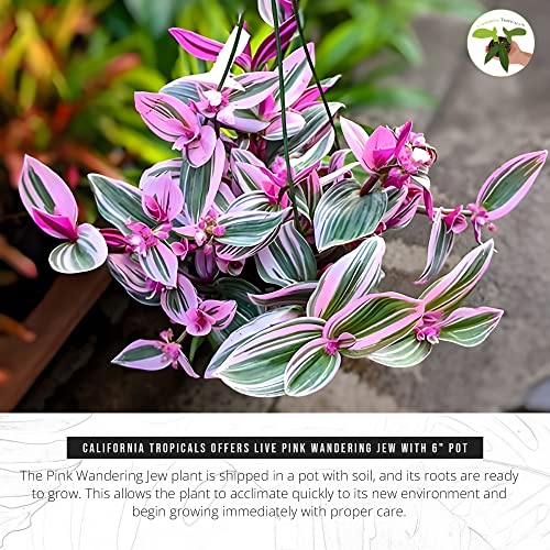 California Tropicals Pink Tradescantia - Rare Nanouk - Live Houseplant Potted in Soil with Rooted Leaves - Easy Care Indoor Outdoor Plant, Mini Tiny Tropical Plant Garden, 6 inch Pot California Tropicals Pink Tradescantia - Rare Nanouk - Live Houseplant Potted in Soil with Rooted Leaves - Easy Care Indoor Outdoor Plant, Mini Tiny Tropical Plant Garden, 6 inch Pot