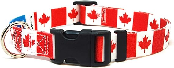 Dog collars canada amazon Clearance