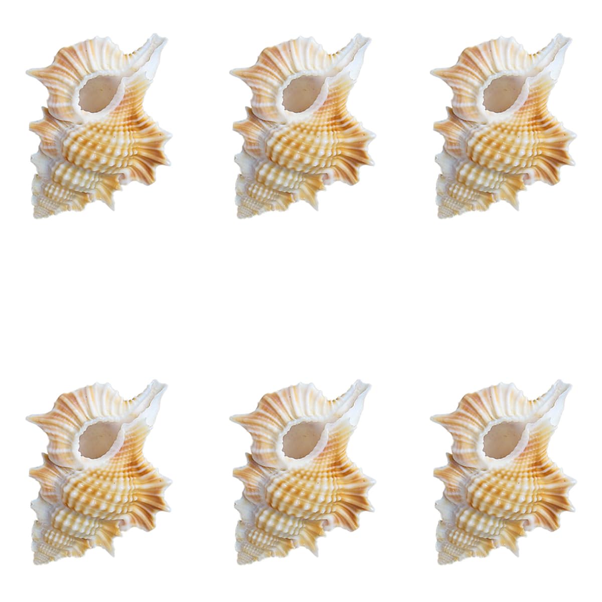 YKMYXZ shells， 6Pack for Wedding Decor Beach Theme Party, Home Decorations,DIY Crafts, Fish Tank And Shell Collectors