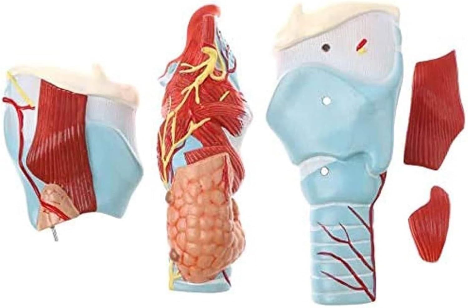 Throat Anatomy Model, Enlarged Joint Simulation Medicine, Used for Teaching Laryngeal and Pulmonary Science