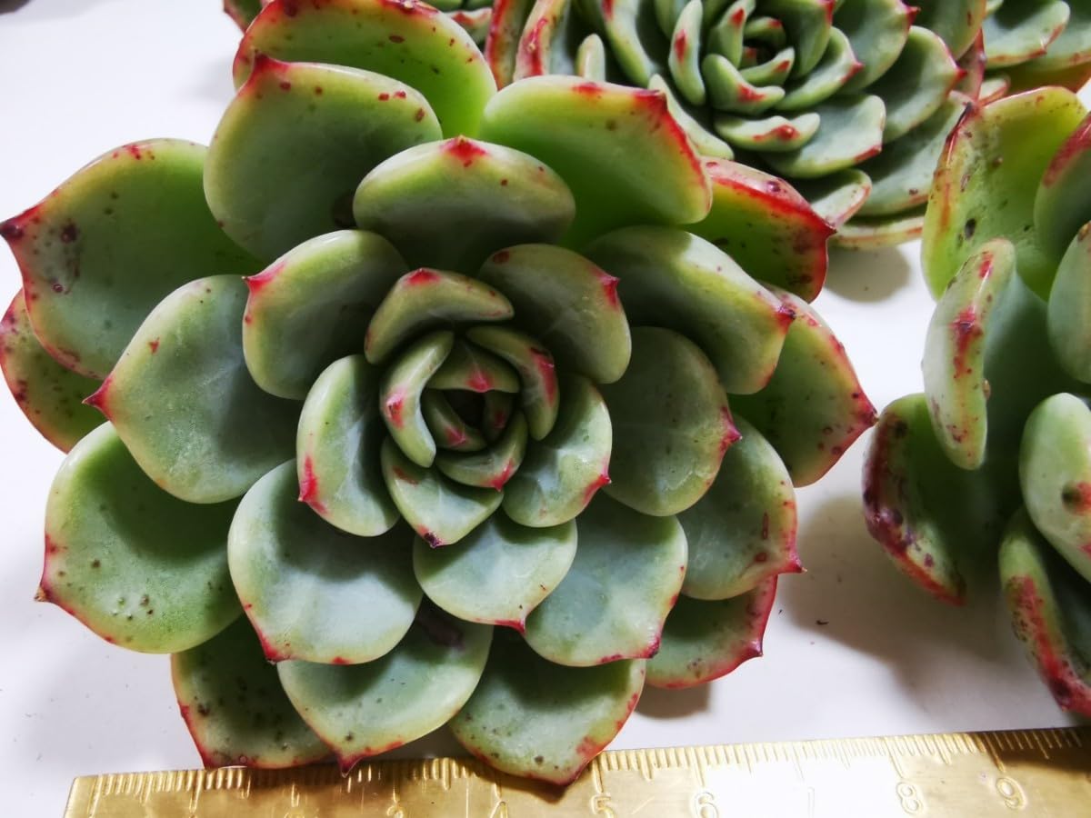 Amazon.co.jp: 巨大なテンマイル 5苗セット 韓国苗多肉植物 Amazon.co.jp: 巨大なテンマイル 5苗セット 韓国苗多肉植物