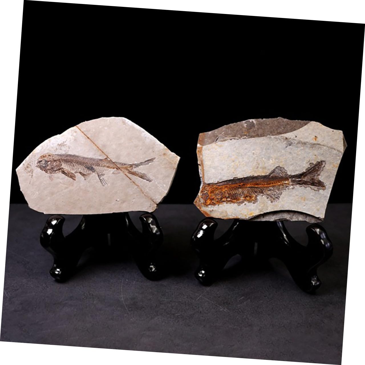 Cabilock Fósil de Pez Prehistórico Paleontológico 7-15 Cm Decoración Educativa para Laboratorio Práctica Docente Muestra Científica Modelo Didáctico de Aula Estilo Aleatorio