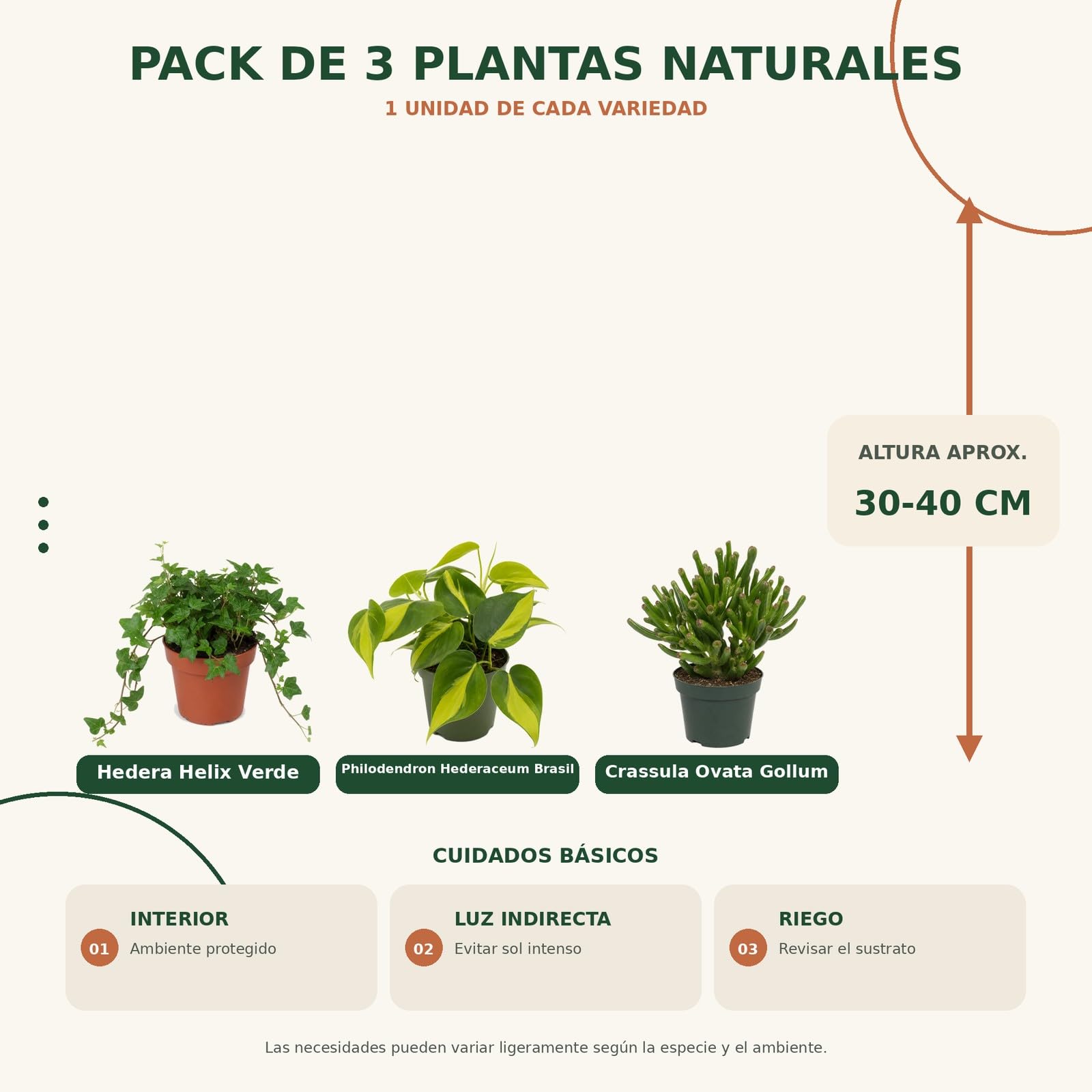 Pack 3 Plantas DECOALIVE: Hiedra Verde, Filodendro Brasil y Jade Gollum