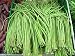 VISTARIC Yardlong Bean (Asparagus Bean, Snake Bean, Chinese Long Bean) 100 Seeds