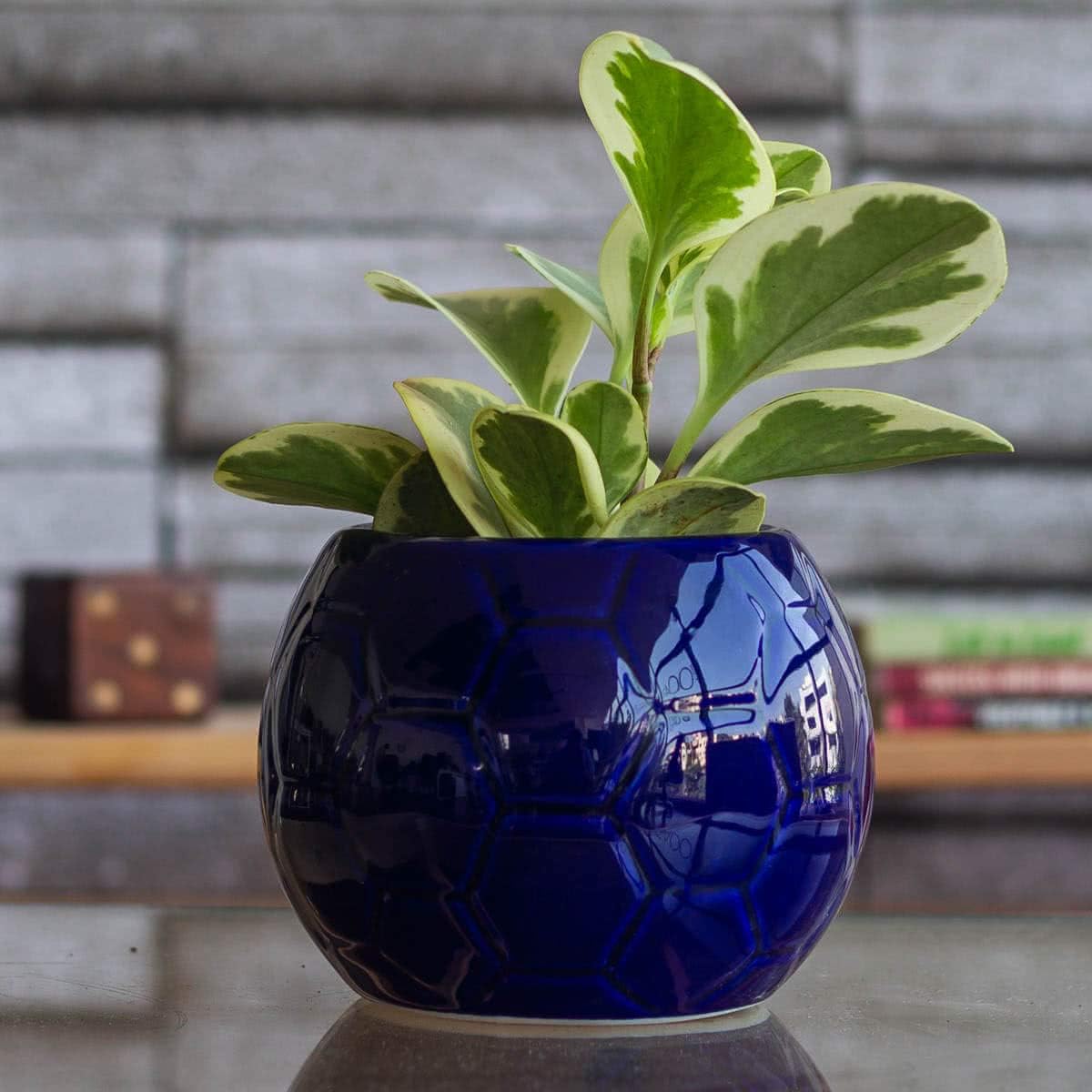 Leafy Tales Conical Shape Ceramic Pot Set of 6, Pot Only, Multi Color ...