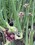 6pcs Walking Onion Topset, Egyptian Walking Onions Bulbs for Planting, Grow Perennial Tree Onions