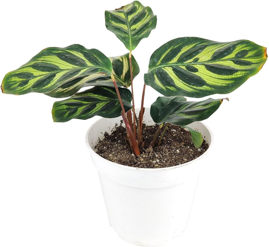 Peperomia Watermelon (4" Terracotta Pot) - Medium to Bright Light Air-Purifying Houseplant - Live, Easy to Care, Easy to Grow Houseplant - Best Indoor Plant for Home and Office Decoration