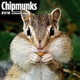 Bright Day Calendars Chipmunks 2018 16 Month Wall Calendar