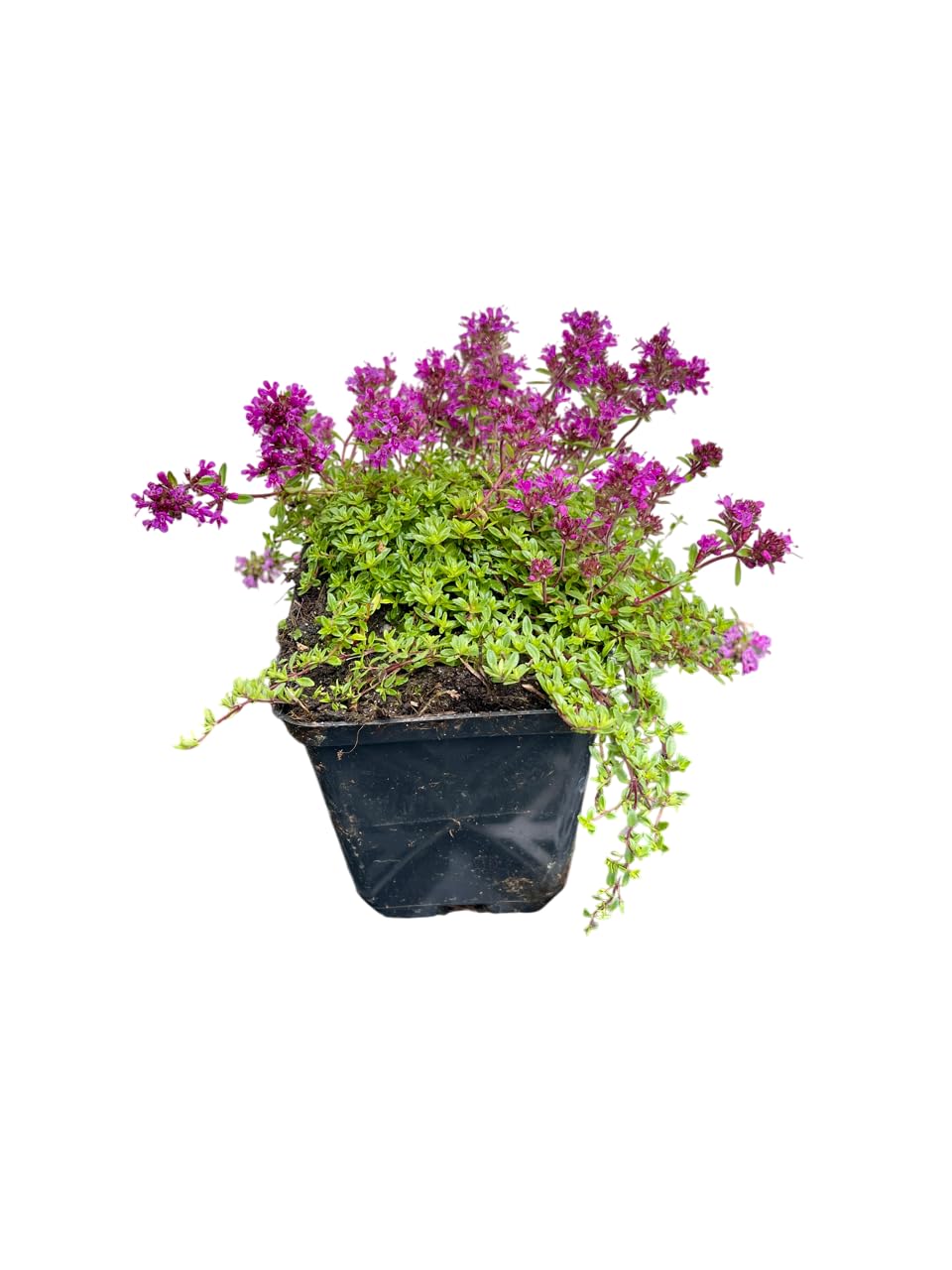 6x Thymian - Thymus praecox 'Coccineus' | 9x9 cm pot
