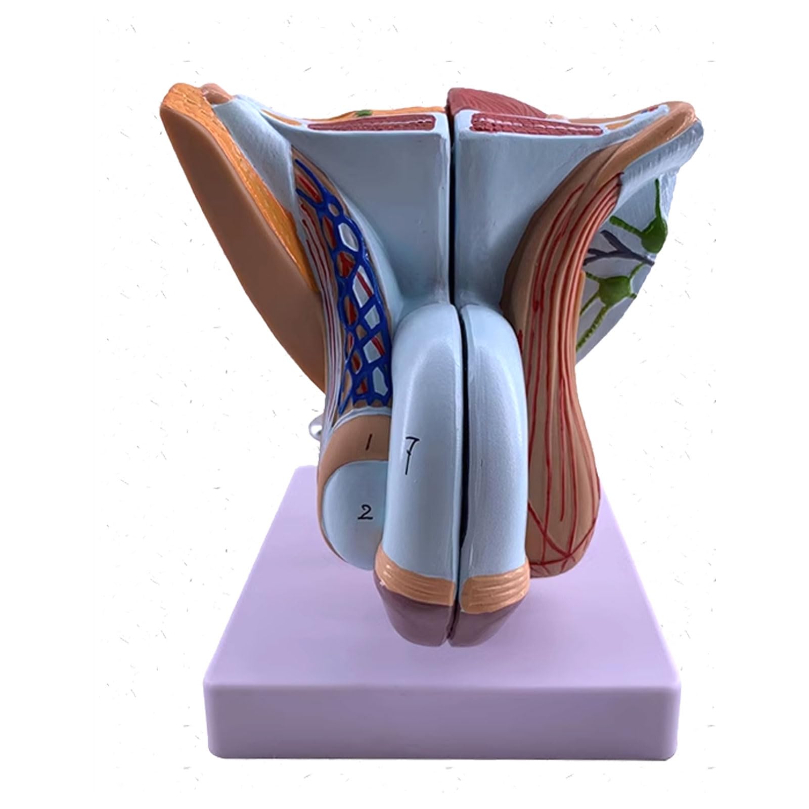 Modele narządów rozrodczych męskich narządów płciowych - Model anatomii człowieka Materiał PVC Anatomiczny model człowieka - do nauki Wyświetlanie Nauczanie Model medyczny