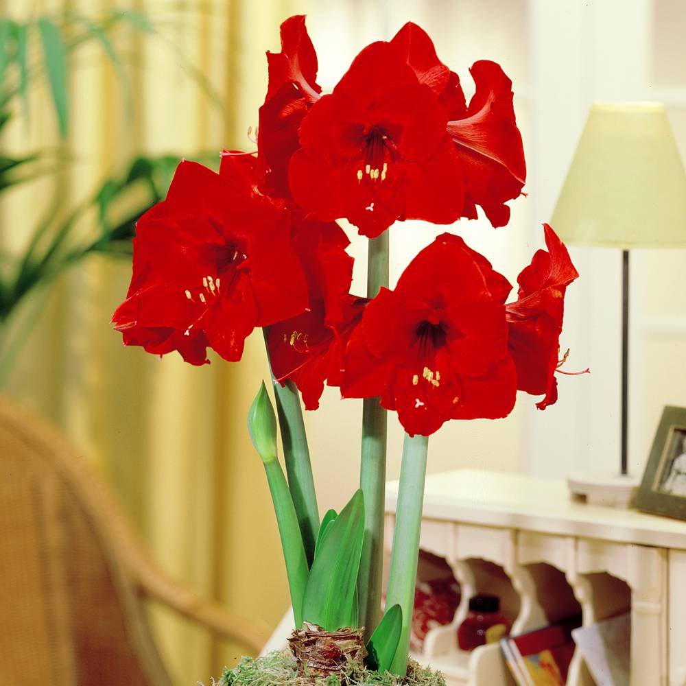 Amaryllis Red Lion - 1 flower bulb