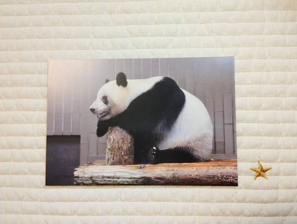 Amazon | シャンシャン920日ポストカード 松坂屋上野 上野動物園