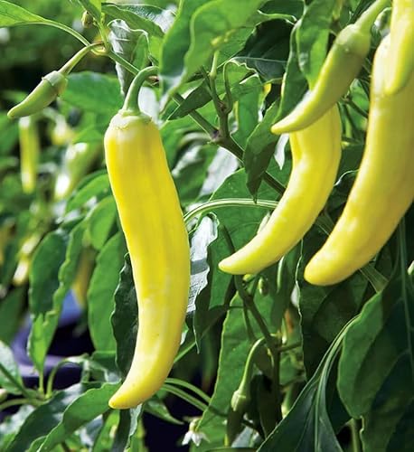Miniatura 2 de 100 semillas de pimiento dulce de plátano Capsicum Annuum de polinización abierta sin OMG semillas para jardinero doméstico