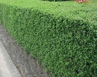 50 Common Privet Seeds, Ligustrum Vulgare