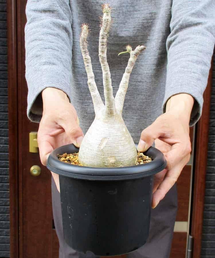 パキポディウム グラキリス 四頭 多頭 塊根植物 コーデックス