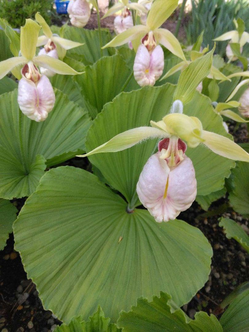 山野草 熊谷草 の苗 抜き苗3株 日本クマガイソウ 山野草】日本クマガイソウ 山野草 熊谷草 の苗 抜き苗3株 日本クマガイソウ 山野草】日本クマガイソウ