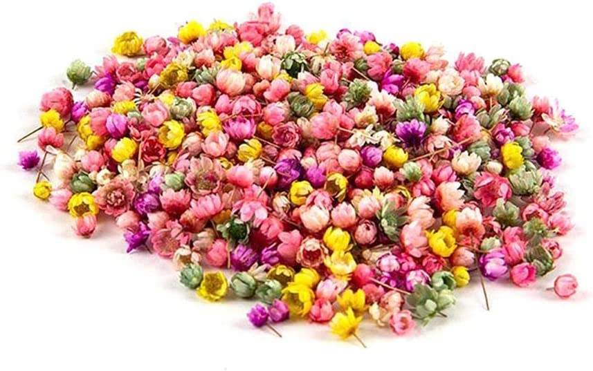 140 piezas flores secas prensadas margaritas para manualidades miniatura 1