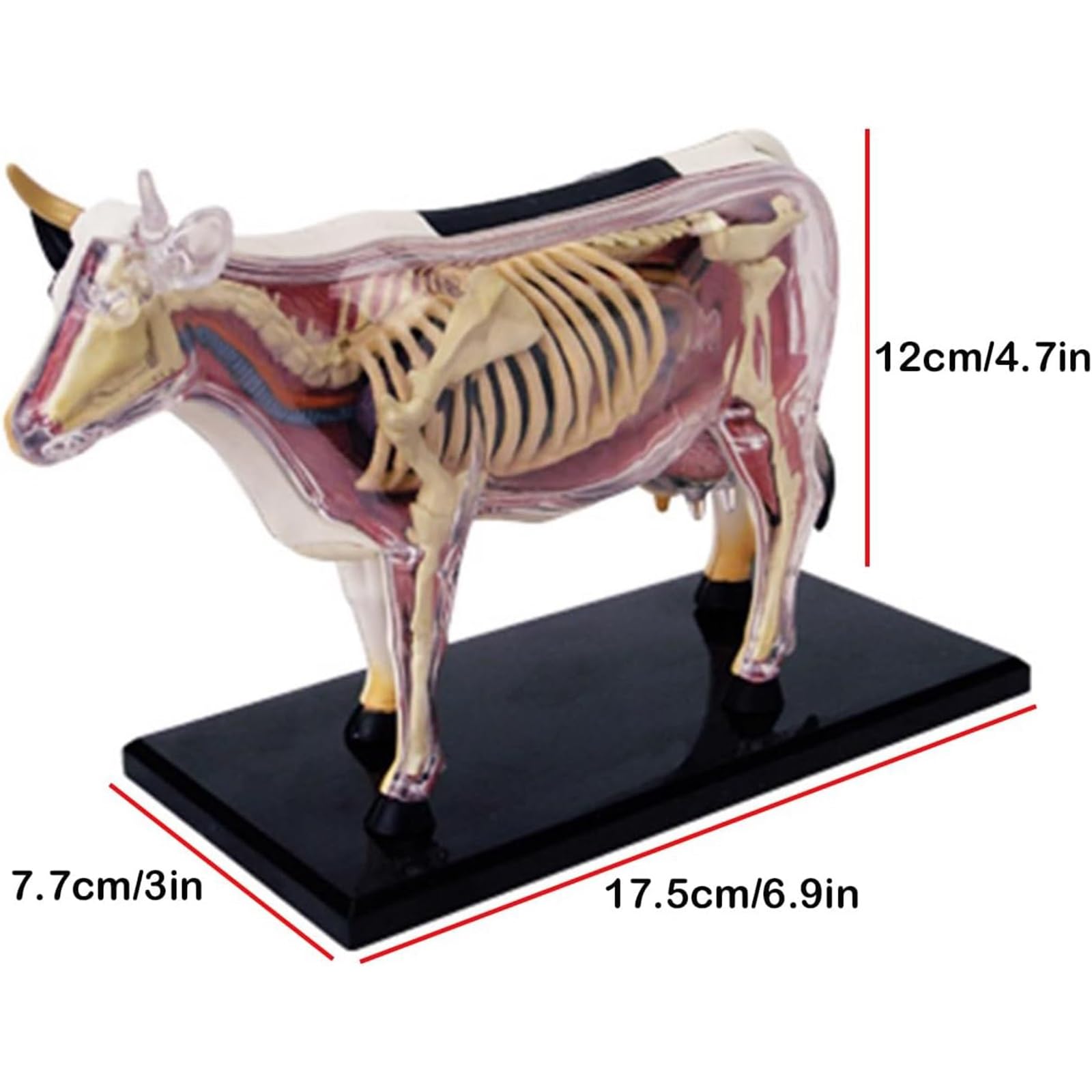 Modelo de vaca con visión 4D, modelo de anatomía de órganos vacunos desmontable de 29 piezas, juguete de ensamblaje de inteligencia vacuna, entrenamiento veterinario en clínicas veterinarias.