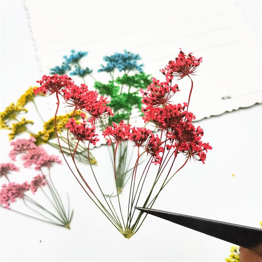 6pcs Tiny Natural Real Pressed Dried Flower for DIY Craft Jewelry Making Handmade Resin Ornament (Multi)
