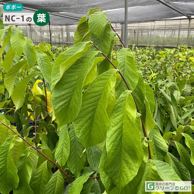 2019年のポポー苗木№3