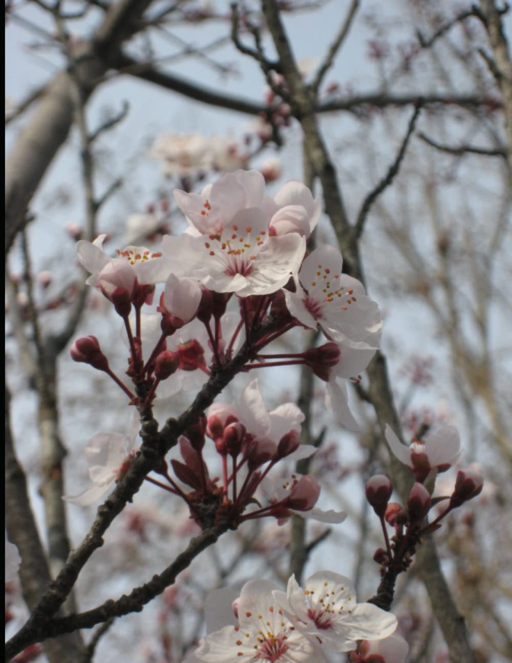 Floral Journal: Blank pages for Floral Lovers 8.5*11 51pages