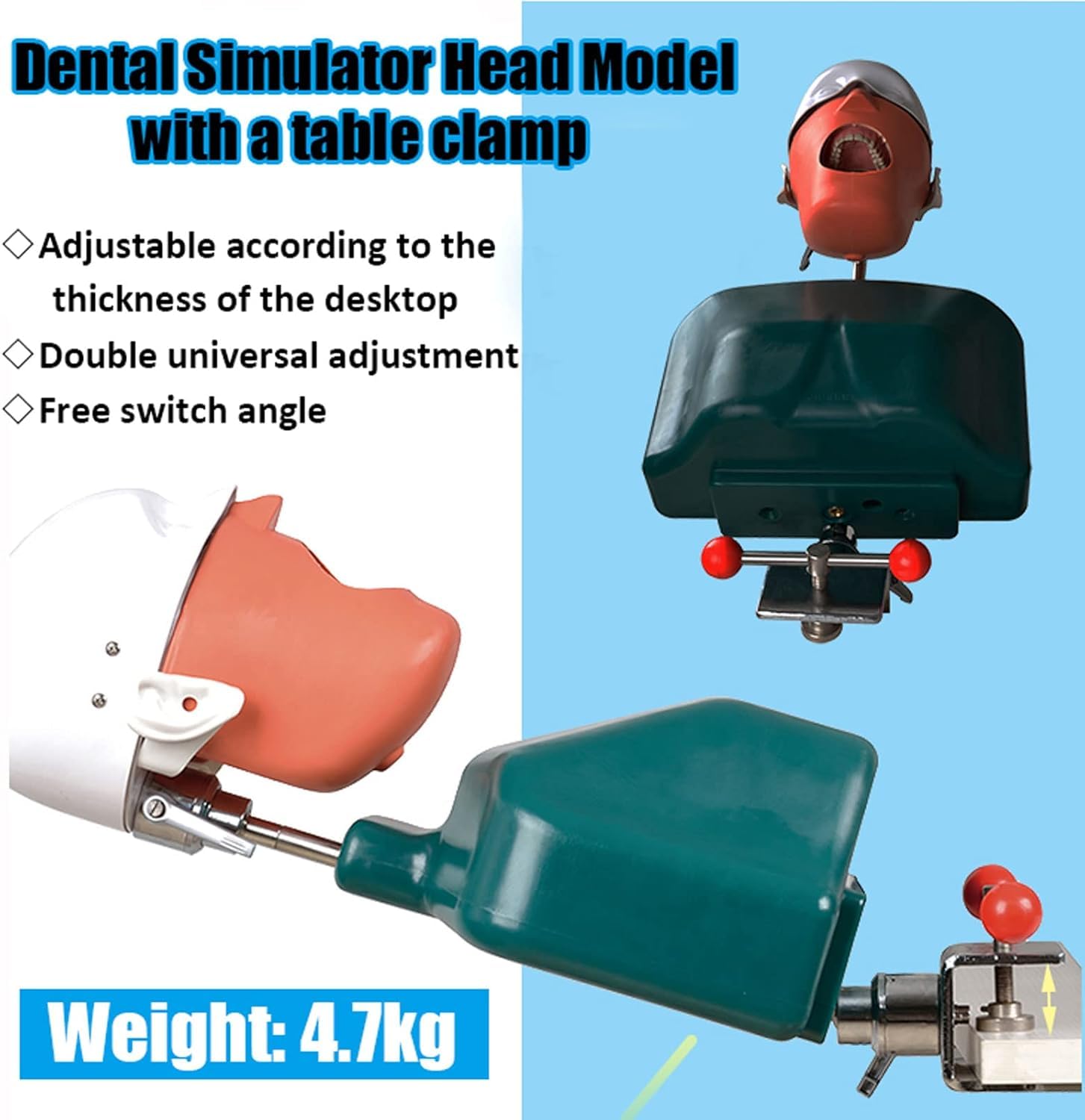 Dental Phantom Head Model, Dental Simor Head Model Puppe Mit Torso Und Herausnehmbaren Zähnen, Dental Teaching Aids Modell Für Einfache Menschliche Nackenbewegung, B