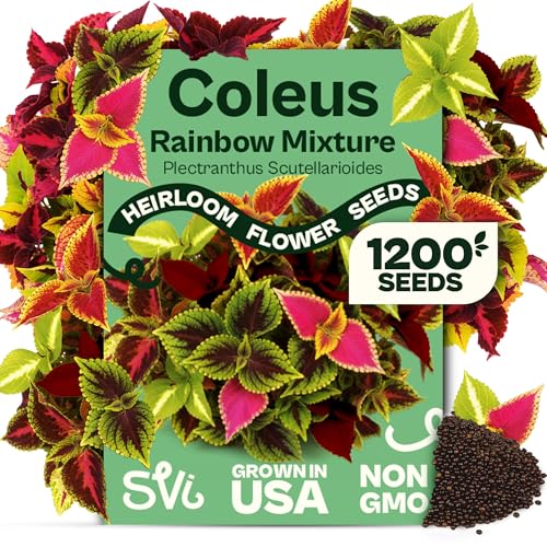 SVI 1200 Rainbow Coleus Seeds (Plectranthus Scutellarioides) - Painted Nettle Garden Seed Packets Colorful Foliage Mix Shade Tolerant - Annual Flower Seeds for Indoor & Outdoor Garden and Borders
